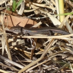 Lampropholis delicata at Griffith, ACT - 14 Nov 2019