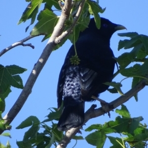 Ptilonorhynchus violaceus at Griffith, ACT - 14 Nov 2019