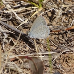 Zizina otis (Common Grass-Blue) at Griffith, ACT - 13 Nov 2019 by roymcd