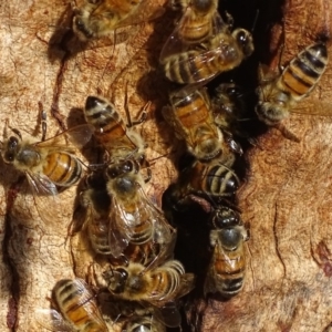 Apis mellifera at Griffith, ACT - 14 Nov 2019