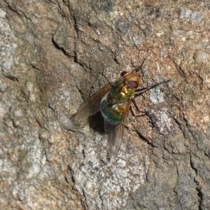 Rutilia (Chrysorutilia) sp. (genus & subgenus) at Griffith, ACT - 14 Nov 2019