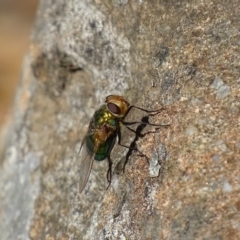 Rutilia (Chrysorutilia) sp. (genus & subgenus) at Griffith, ACT - 14 Nov 2019 09:00 AM