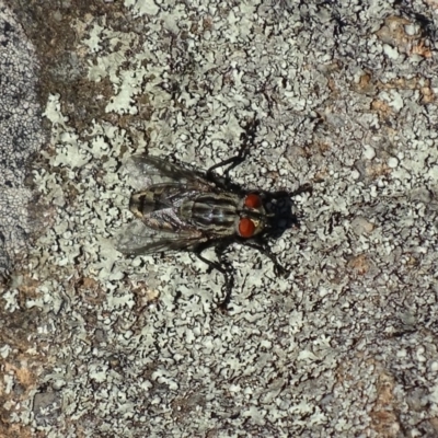 Sarcophagidae (family) (Unidentified flesh fly) at Griffith, ACT - 14 Nov 2019 by roymcd