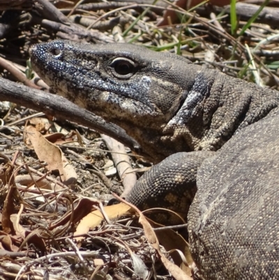 Varanus rosenbergi (Heath or Rosenberg's Monitor) at Booth, ACT - 14 Nov 2019 by roymcd