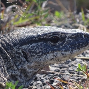 Varanus rosenbergi at Rendezvous Creek, ACT - 14 Nov 2019