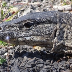 Varanus rosenbergi at Rendezvous Creek, ACT - 14 Nov 2019