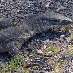 Varanus rosenbergi at Rendezvous Creek, ACT - 14 Nov 2019