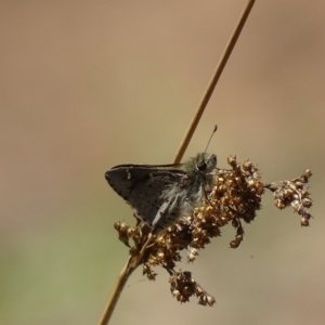 Pasma tasmanica at Rendezvous Creek, ACT - 14 Nov 2019