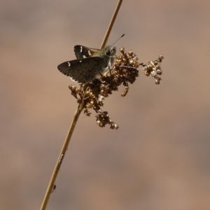 Pasma tasmanica at Rendezvous Creek, ACT - 14 Nov 2019 12:00 AM