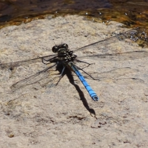 Diphlebia lestoides at Rendezvous Creek, ACT - 14 Nov 2019