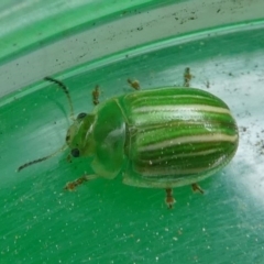 Peltoschema sp. (genus) (Leaf beetle) at Eden, NSW - 9 Nov 2019 by HarveyPerkins