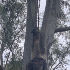 Callocephalon fimbriatum (Gang-gang Cockatoo) at Acton, ACT - 14 Nov 2019 by Benledieu