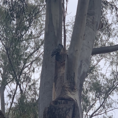 Callocephalon fimbriatum (Gang-gang Cockatoo) at Acton, ACT - 14 Nov 2019 by Benledieu