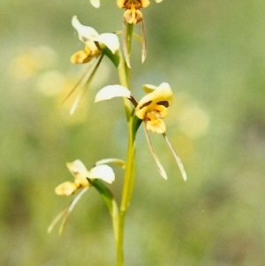 Diuris sulphurea at Conder, ACT - 20 Oct 2000