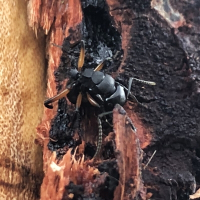 Polyrhachis femorata (A spiny ant) at Jerrabomberra, NSW - 14 Nov 2019 by Wandiyali