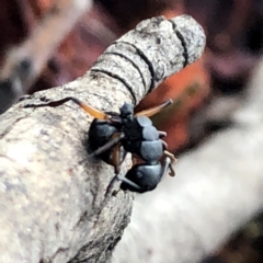 Polyrhachis femorata at Jerrabomberra, NSW - 15 Nov 2019 07:18 AM