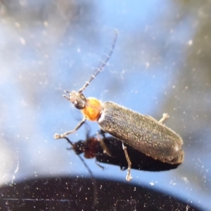 Heteromastix sp. (genus) at Cotter River, ACT - 14 Nov 2019 11:39 AM