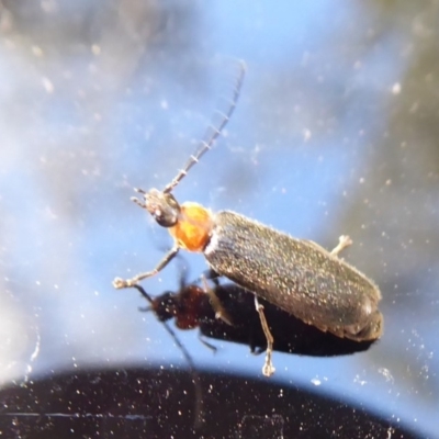 Heteromastix sp. (genus) (Soldier beetle) at Cotter River, ACT - 14 Nov 2019 by Christine