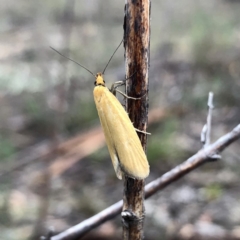 Telocharacta metachroa (A concealer moth) at Jerrabomberra, NSW - 15 Nov 2019 by Wandiyali