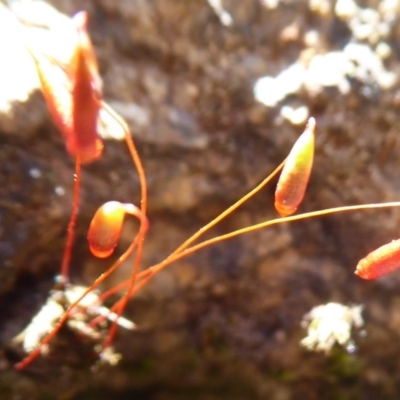 Rosulabryum sp. (A moss) at Namadgi National Park - 14 Nov 2019 by Christine
