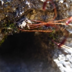 Rosulabryum sp. at Cotter River, ACT - 14 Nov 2019