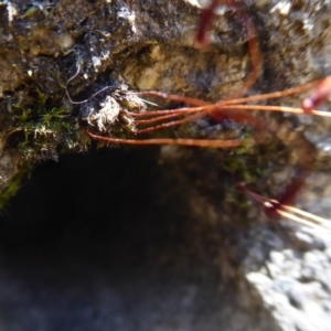 Rosulabryum sp. at Cotter River, ACT - 14 Nov 2019