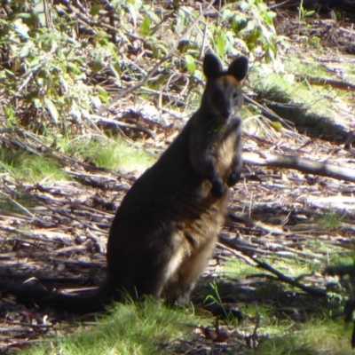 Wallabia bicolor (Swamp Wallaby) at Cotter River, ACT - 14 Nov 2019 by Christine