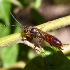 Tiphiidae (family) at Cotter River, ACT - 14 Nov 2019