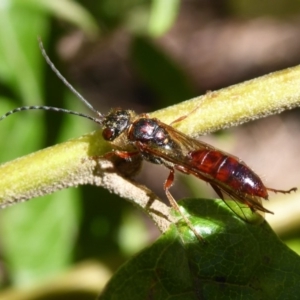 Tiphiidae (family) at Cotter River, ACT - 14 Nov 2019