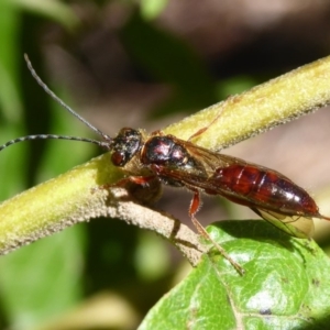 Tiphiidae (family) at Cotter River, ACT - 14 Nov 2019