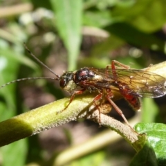 Tiphiidae (family) at Cotter River, ACT - 14 Nov 2019