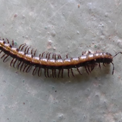 Diplopoda (class) (Unidentified millipede) at Cotter River, ACT - 14 Nov 2019 by Christine
