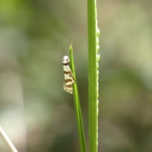 Philobota impletella Group at Cotter River, ACT - 14 Nov 2019