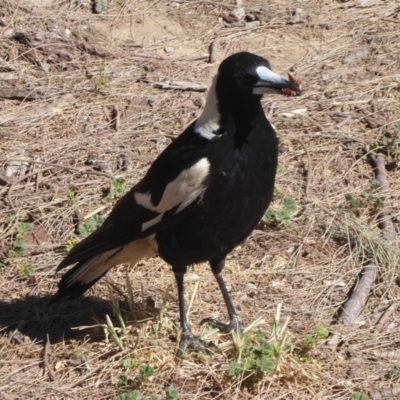 Gymnorhina tibicen (Australian Magpie) at Stromlo, ACT - 13 Nov 2019 by Christine