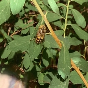 Eristalinus punctulatus at Holt, ACT - 14 Nov 2019