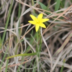 Hypoxis hygrometrica (Golden Weather-grass) at Gundaroo, NSW - 18 Sep 2019 by Gunyijan