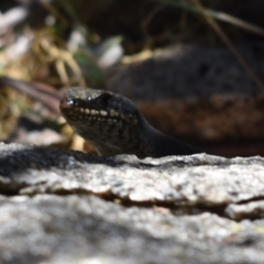 Egernia saxatilis (Black Rock Skink) at Tennent, ACT - 23 Feb 2019 by BrianLR