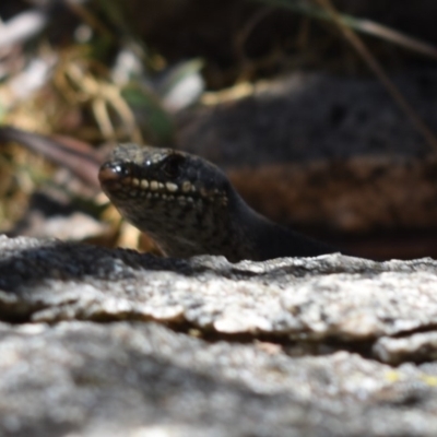 Egernia saxatilis (Black Rock Skink) at Tennent, ACT - 23 Feb 2019 by BrianHerps