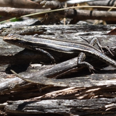 Pseudemoia spenceri (Spencer's Skink) at Tennent, ACT - 23 Feb 2019 by BrianLR