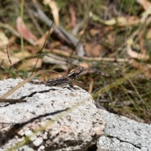 Rankinia diemensis at Cotter River, ACT - 23 Feb 2019