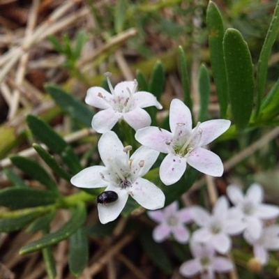 Unidentified Other beetle at Bawley Point, NSW - 15 Nov 2019 by GLemann