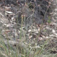 Rytidosperma pallidum at Gundaroo, NSW - 15 Nov 2019 08:35 AM