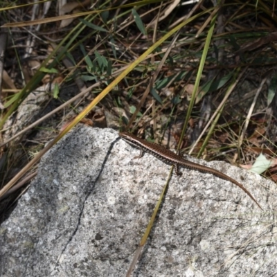 Eulamprus heatwolei (Yellow-bellied Water Skink) at Cotter River, ACT - 23 Feb 2019 by BrianLR