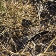 Synemon plana (Golden Sun Moth) at Murrumbateman, NSW - 14 Nov 2019 by jesskbarra