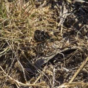 Synemon plana at Murrumbateman, NSW - 14 Nov 2019 04:59 PM