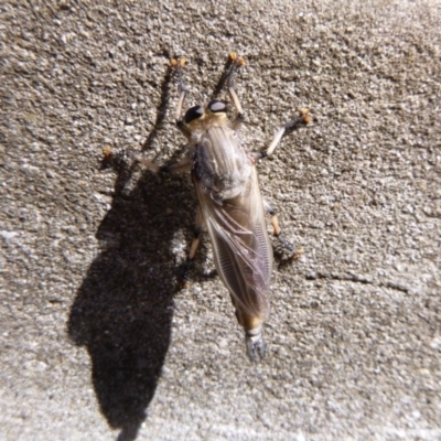 Asilidae (family) (Unidentified Robber fly) at Tathra Public School - 12 Nov 2019 by TathraPreschool