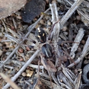 Zodariidae (family) at Dunlop, ACT - 11 Nov 2019 05:52 PM