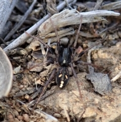 Zodariidae (family) at Dunlop, ACT - 11 Nov 2019