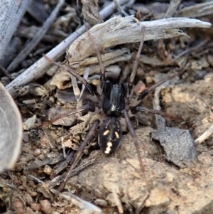 Zodariidae (family) at Dunlop, ACT - 11 Nov 2019 05:52 PM