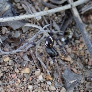 Zodariidae (family) at Dunlop, ACT - 11 Nov 2019 05:52 PM